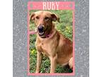 Adopt RUBY a Red/Golden/Orange/Chestnut Redbone Coonhound / Mixed dog in