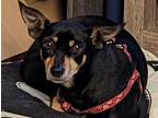 Adopt MYA a Black - with Tan, Yellow or Fawn Miniature Pinscher / Mixed dog in