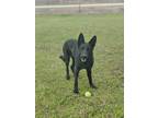 Adopt Bailey a Black German Shepherd Dog / Mixed dog in Alva, FL (33752621)