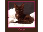 Adopt Coco a Brown or Chocolate Domestic Shorthair / Mixed cat in Phillipsburg