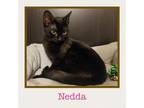Adopt Nedda a All Black Domestic Shorthair / Mixed cat in Phillipsburg