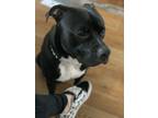 Adopt Chapo a Black - with White American Pit Bull Terrier / Mixed dog in