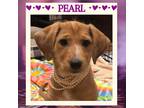 Adopt PEARL a Red/Golden/Orange/Chestnut - with White Redbone Coonhound /
