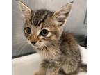 Adopt Belisa a Brown or Chocolate Domestic Shorthair / Mixed cat in Lihue