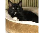 Adopt Peppermint Patty a All Black Domestic Mediumhair / Mixed cat in Moose Jaw
