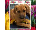 Adopt OPAL a Red/Golden/Orange/Chestnut - with White Redbone Coonhound /