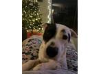 Adopt Keala a White - with Black American Pit Bull Terrier / Mixed dog in