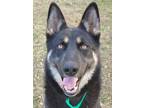 Adopt Harvey a Brown/Chocolate Shepherd (Unknown Type) / Husky / Mixed dog in