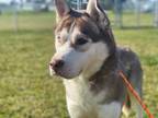 Adopt SAM THE HUSKY a Brown/Chocolate - with White Husky / Mixed dog in