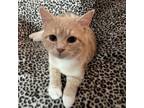 Adopt Goldfish a Orange or Red Domestic Shorthair / Mixed cat in Tecumseh
