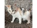 Adopt Unicorn a Calico or Dilute Calico Domestic Shorthair / Mixed cat in