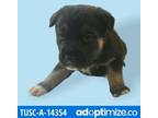 Adopt TUSC-Stray-tu2624_6 a Black Shepherd (Unknown Type) / Husky / Mixed dog in