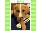 Adopt SLATE a Red/Golden/Orange/Chestnut - with White Redbone Coonhound /
