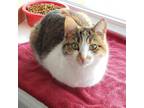 Adopt Malibu a Calico or Dilute Calico Domestic Shorthair / Mixed cat in