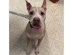 Adopt Delores a Mixed Breed (Medium) / Mixed dog in Wilmington, DE (33752115)