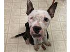 Adopt Ivy a Mixed Breed (Medium) / Mixed dog in Wilmington, DE (33752114)