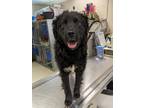 Adopt Luke a Border Collie / Mixed dog in Wilmington, DE (33752111)