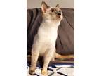 Adopt Pipi V a Cream or Ivory (Mostly) Siamese (short coat) cat in North