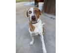 Adopt Rouder a White - with Tan, Yellow or Fawn Catahoula Leopard Dog / Cattle
