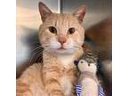 Adopt Mr Erwin Jowls a Tan or Fawn Tabby Domestic Shorthair / Mixed cat in New