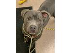 Adopt Stone a Pit Bull Terrier / Mixed dog in Columbus, OH (33752018)