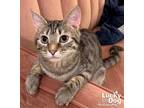 Adopt Tilly a Brown Tabby Domestic Shorthair / Mixed (short coat) cat in