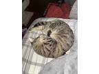 Adopt kleo a Gray, Blue or Silver Tabby American Shorthair / Mixed (short coat)