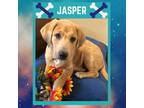 Adopt JASPER a Red/Golden/Orange/Chestnut - with White Redbone Coonhound /