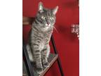Adopt Spanky a Gray or Blue American Shorthair / Mixed (short coat) cat in