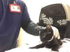 Adopt Cat a All Black Domestic Shorthair / Mixed (short coat) cat in Jurupa