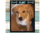 Adopt FLINT a Red/Golden/Orange/Chestnut - with White Redbone Coonhound /