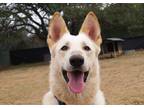 Adopt BALTO a White German Shepherd Dog / Alaskan Malamute / Mixed dog in Marble