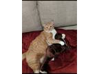 Adopt Lambo a Orange or Red Tabby Domestic Shorthair / Mixed (short coat) cat in