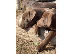 Adopt Zero a Brown/Chocolate - with White Labrador Retriever / Boxer / Mixed dog