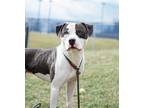 Adopt Keith a Pit Bull Terrier / Mixed dog in Lancaster, OH (33749564)