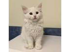 Adopt Birdo a White Domestic Mediumhair / Mixed cat in Lynchburg, VA (33751751)