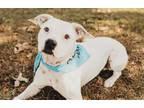 Adopt Hercules a White American Staffordshire Terrier / Mixed dog in