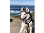 Adopt Zeus a White - with Gray or Silver Husky / Mixed dog in San Diego