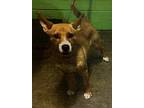 Adopt Foxy Jan 29th a Brown/Chocolate - with White Black Mouth Cur / Mixed dog
