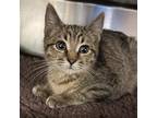 Adopt Pepper Jack a Brown or Chocolate Domestic Shorthair / Domestic Shorthair /