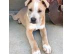 Adopt WOODY* a Tan/Yellow/Fawn - with White Labrador Retriever / Mixed dog in