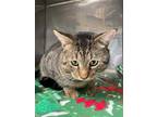 Adopt DUFFY a Brown Tabby Domestic Shorthair / Mixed (short coat) cat in Clyde
