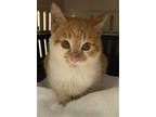 Adopt ORANGIE a Orange or Red Tabby American Shorthair / Mixed (short coat) cat