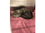 Adopt PANCAKE a Brown Tabby Domestic Longhair / Mixed (long coat) cat in San