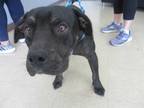 Adopt TEDDY a Black - with Tan, Yellow or Fawn Rottweiler / Mixed dog in