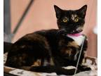 Adopt Janet a Domestic Shorthair / Mixed cat in Albuquerque, NM (33751453)