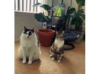 Adopt Val and willow a Orange or Red American Shorthair / Mixed (long coat) cat