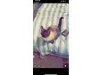 Adopt Tinker bell a Black & White or Tuxedo Siamese (medium coat) cat in Layton