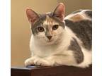 Adopt Puri a Calico or Dilute Calico Domestic Shorthair (short coat) cat in