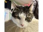 Adopt Henry (LOVES attention)! a Gray, Blue or Silver Tabby Domestic Shorthair /